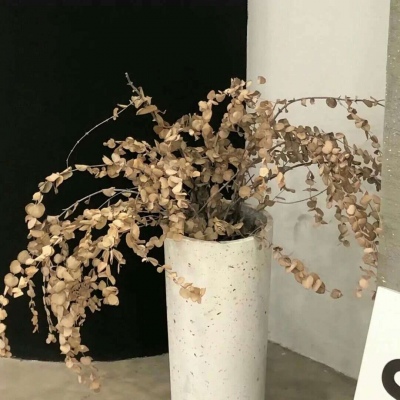 兽设晴天场景设计FurryQQ群